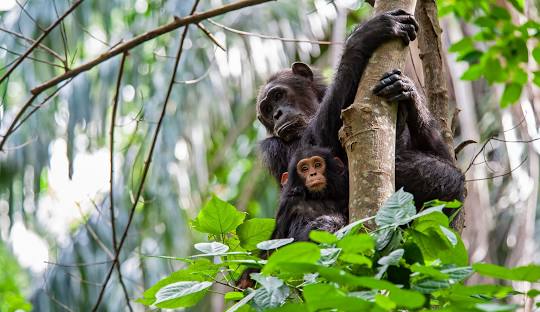 Gombe Stream National Park