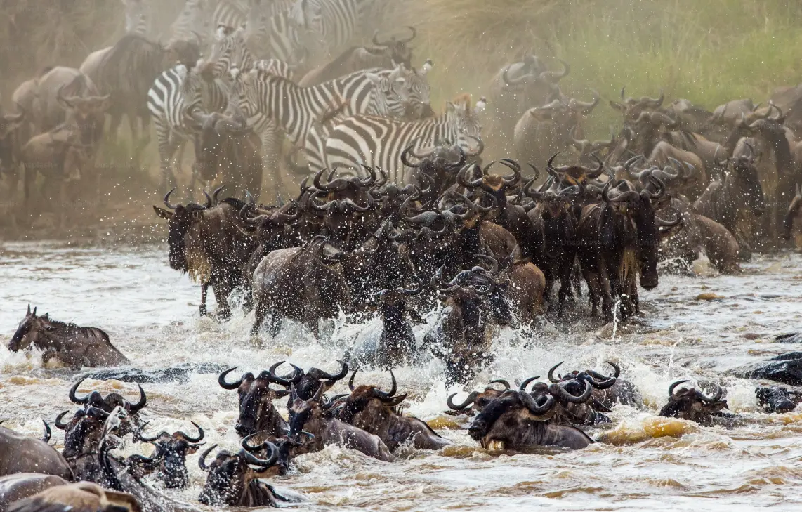 Mara River