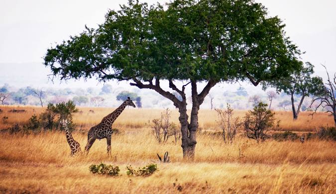 Mikumi National Park