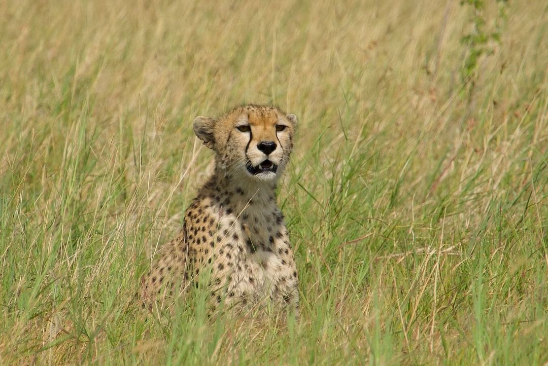 Ruaha National Park