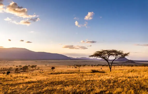Safari Landscape