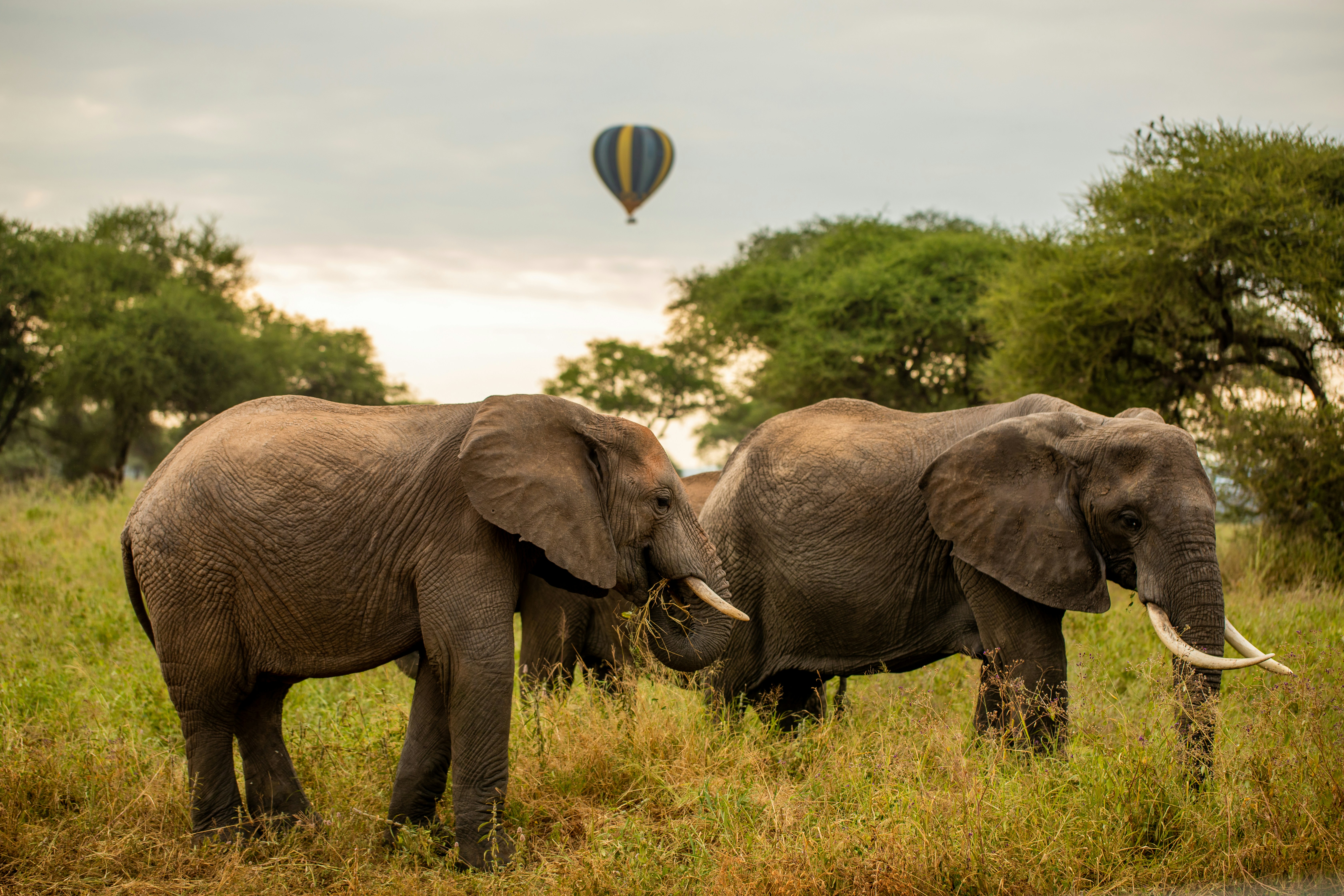 Tarangire National Park